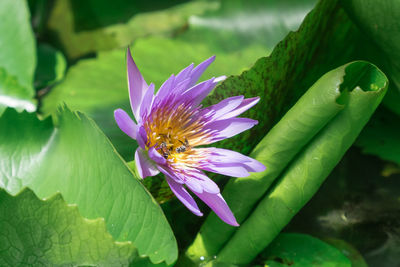 Beautiful purple waterlily or lotus flower in the pond