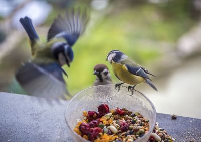 Close-up of bird eating fruit