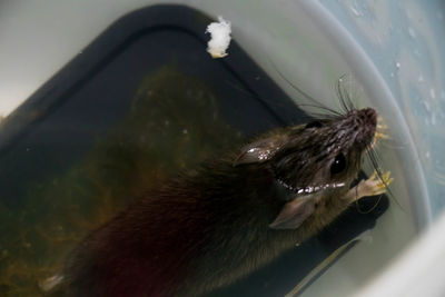 Close-up of cat swimming in water