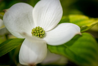 Close-up of white flowering plant