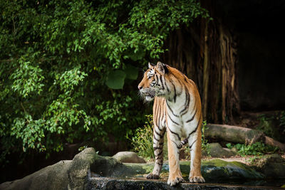 Tiger standing on rock 