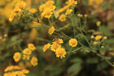 Close-up of yellow flowers blooming outdoors