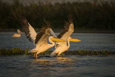 Birds flying over lake during sunset