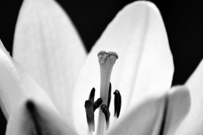 Close-up of flowers against blurred background