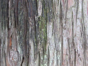 Full frame shot of bamboo trees in forest