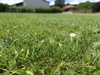 Close-up of flowering plants on field