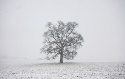 Bare tree in field in a snowstorm