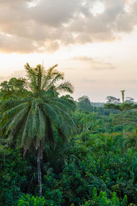 Palm trees against sky during sunset