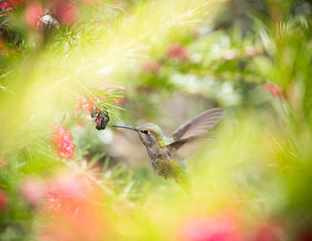 Close-up of bird flying