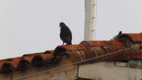 Bird perching on railing