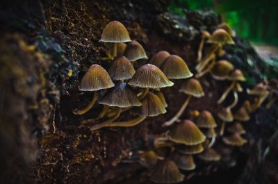 Close-up of mushrooms