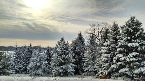 Trees against sky