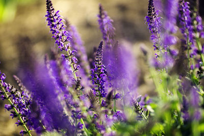 Close-up of lavender flowers