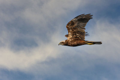 Low angle view of bird flying against cloudy sky