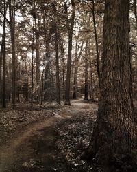 Scenic view of forest