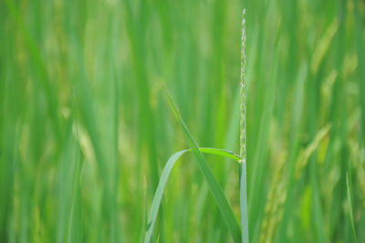 Close-up of wheat growing on field