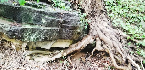 Close-up of tree trunk in forest