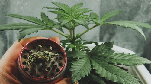 Close-up of hand holding potted plant