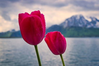 Close-up of red tulip against lake