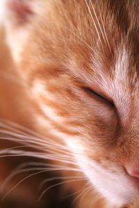 Close-up of ginger cat