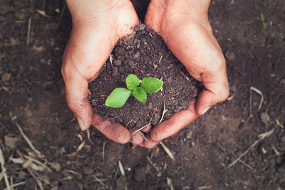 Midsection of person holding plant