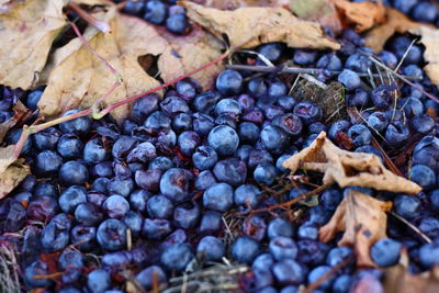 Close-up of fallen grapes on dry leaves