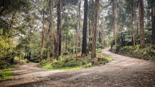 Road amidst trees in forest
