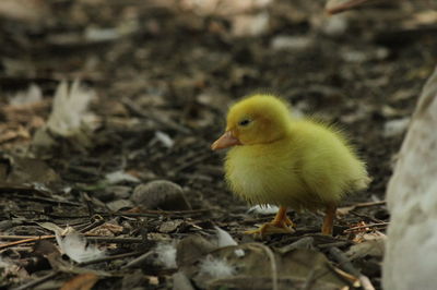 Close-up of a bird on field