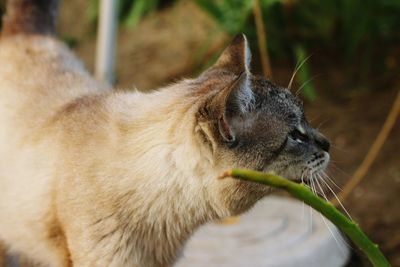 Close-up of cat eating
