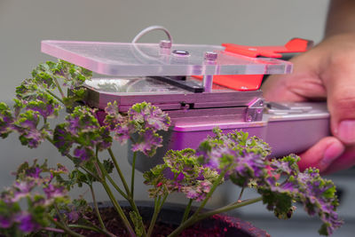 Close-up of hand holding purple flowering plants