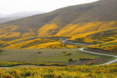 Serra da estrela mountain, in portugal, covered in yellow spring flowers and a sinuous road