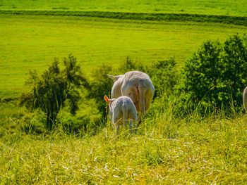 View of sheep on grassy field