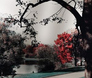 Trees by canal against sky during autumn
