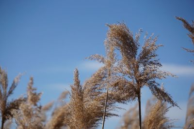 Low angle view of stalks against clear blue sky