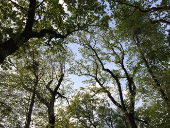 Low angle view of trees against sky