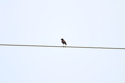 Low angle view of bird perching on cable against clear sky