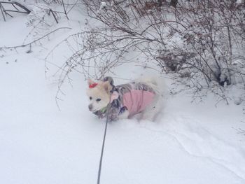 Dog on snow covered landscape