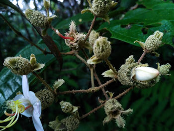 Close-up of flowering plant