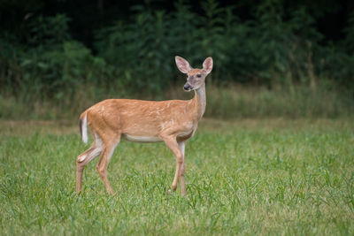 Deer standing on field