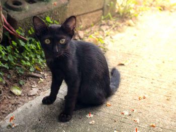 Portrait of black cat sitting outdoors