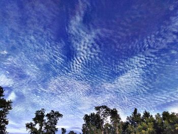 Low angle view of trees against blue sky