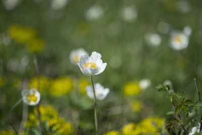 Close-up of white flowering plant on field