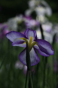 flowering plant