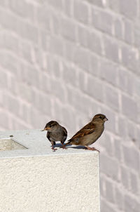 Bird perching on retaining wall