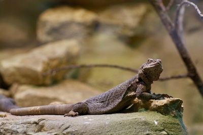 Close-up of lizard on rock