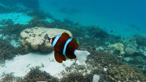 Fish swimming in sea