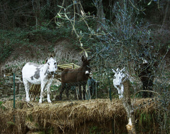 Horses standing in a field