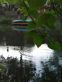 Reflection of trees in water