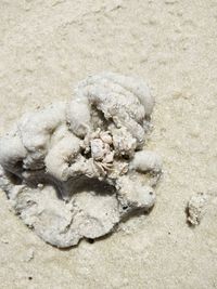 High angle view of crab on beach