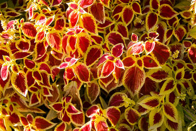 Full frame shot of orange cactus plant